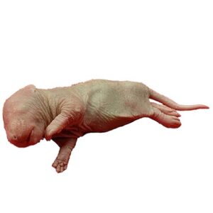 Pakastehiiri pinkki 2-4g