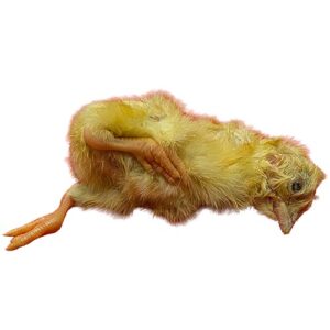 Pakastekananpoika