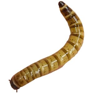 Jättijauhomato irto