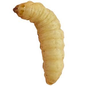 Vahakoisa irto